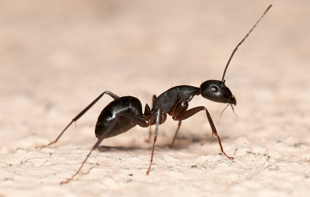 ant on ground