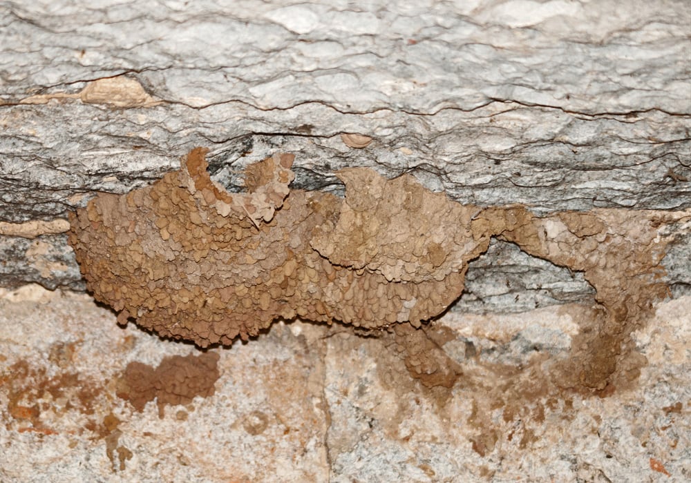 barn swallow nests