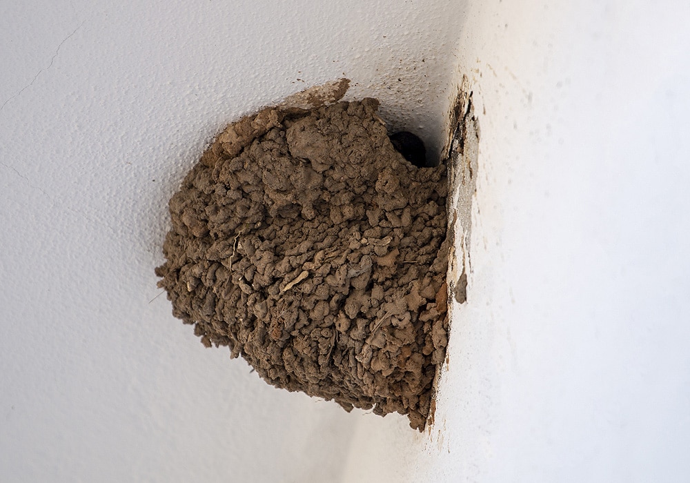 barn swallow nest