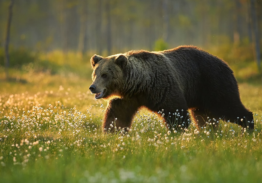 Bear Symbolism and Meaning in Mythology, Folklore, and Culture