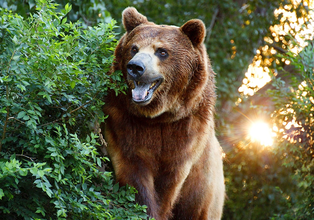 Meaning of Bear Spirit Animal Symbolism - Wild Gratitude