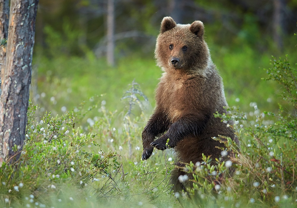 What Does It Mean if a Bear Is Your Spirit Animal?