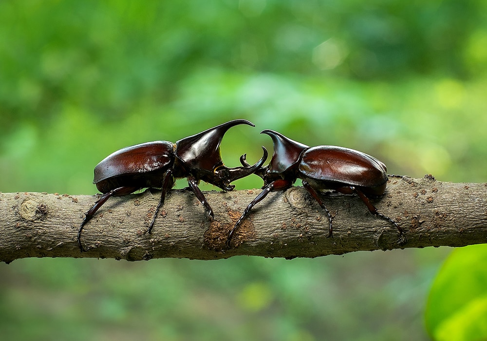 two beetles