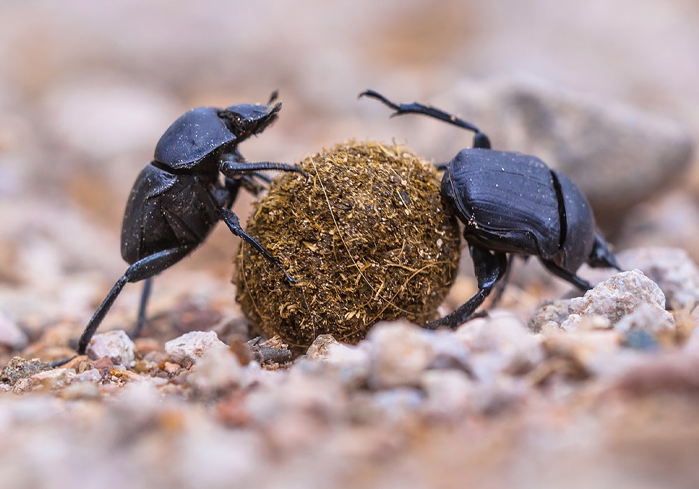 two beetles