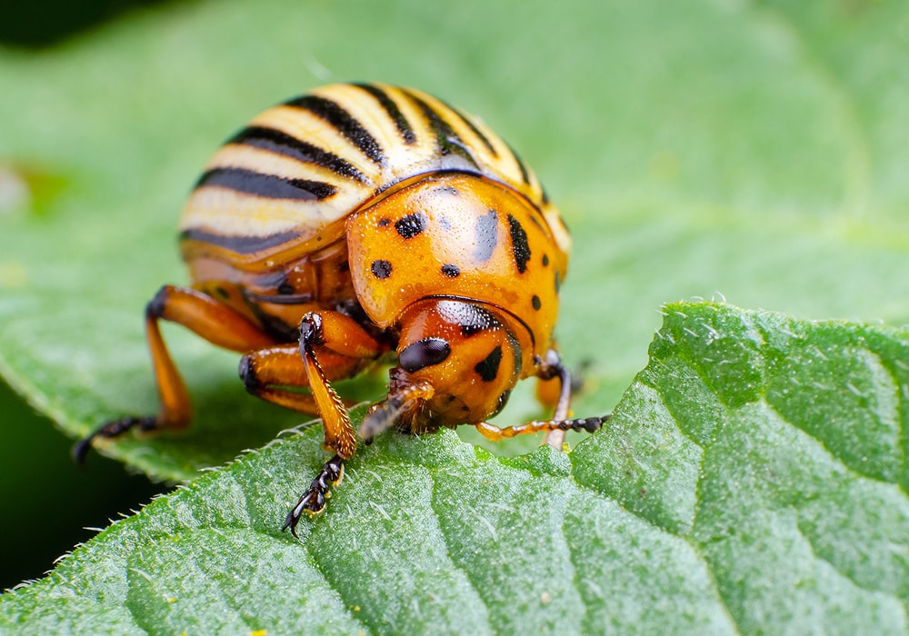 beetle-symbolism-meaning-totem-spirit-omens-world-birds