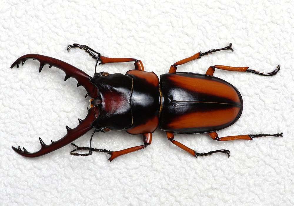 giant stag beetle tattoo