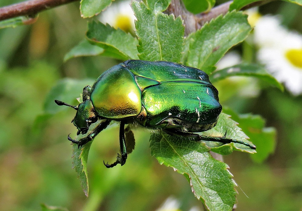 what-does-it-mean-when-a-beetle-lands-on-you-10-spiritual-meanings