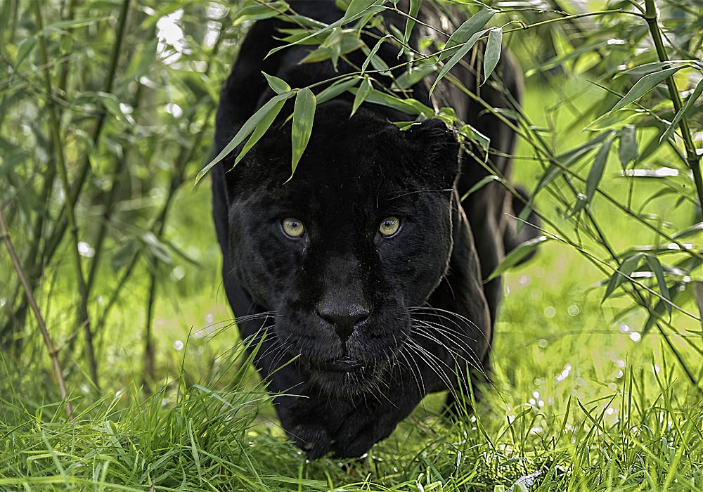 Black Panther Symbolism & Meaning (+Totem, Spirit & Omens) - World Birds