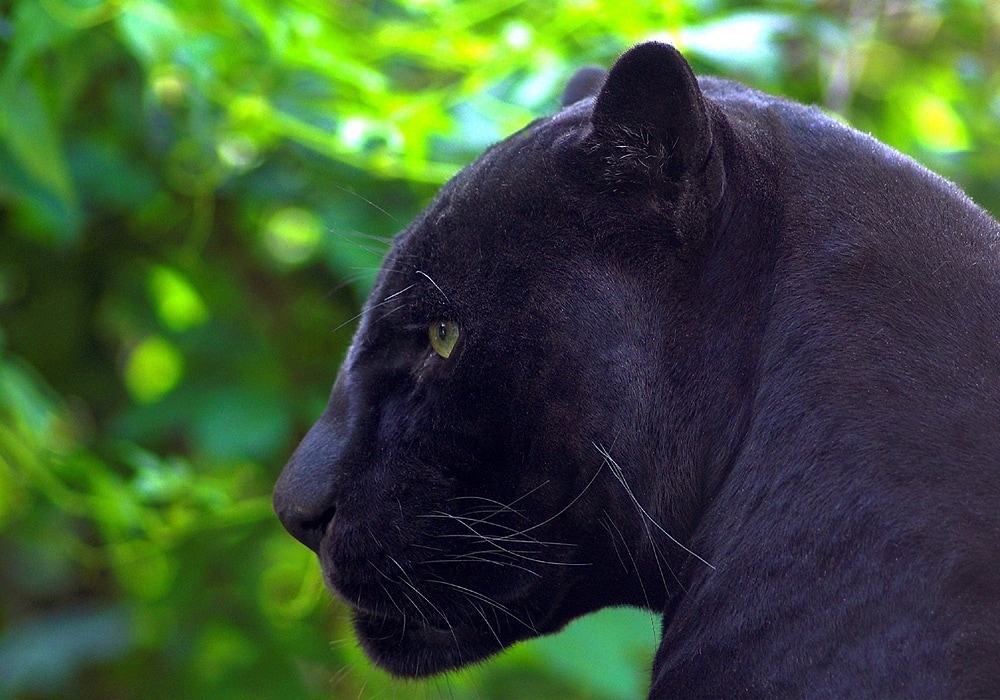 Padres add black panther statue good luck charm