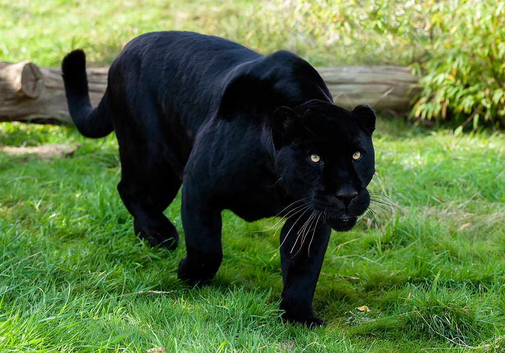 black panther