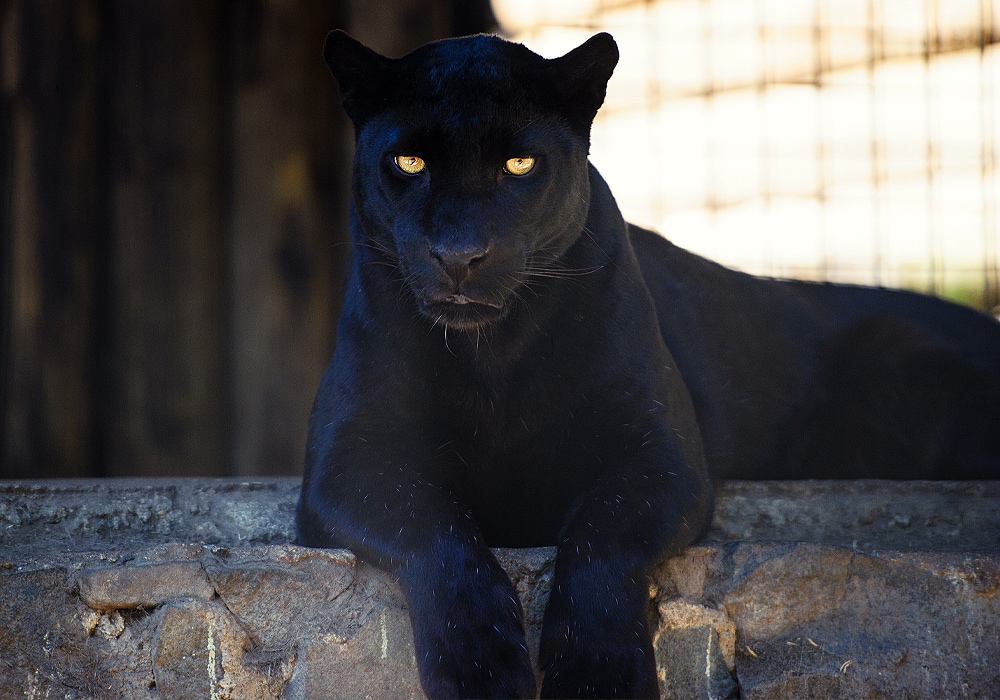 Padres add black panther statue good luck charm