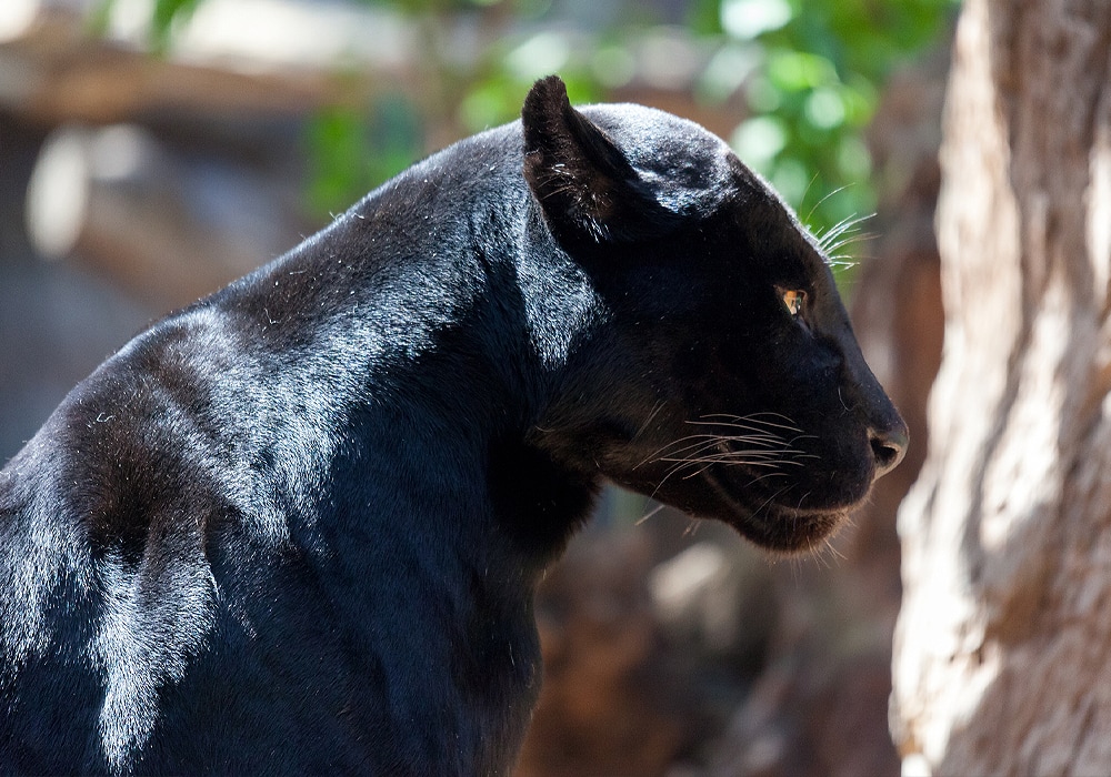 black panther