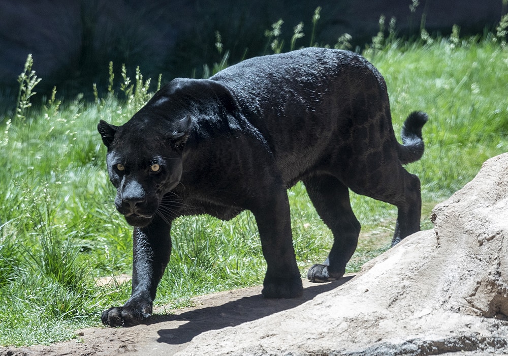 Padres add black panther statue good luck charm