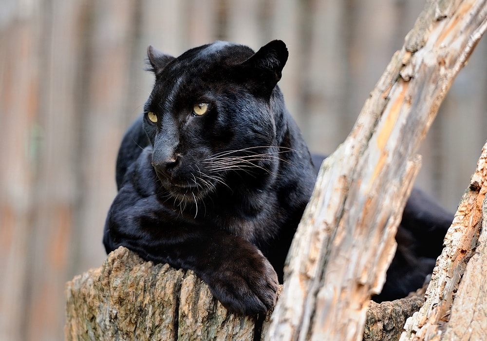 black panther