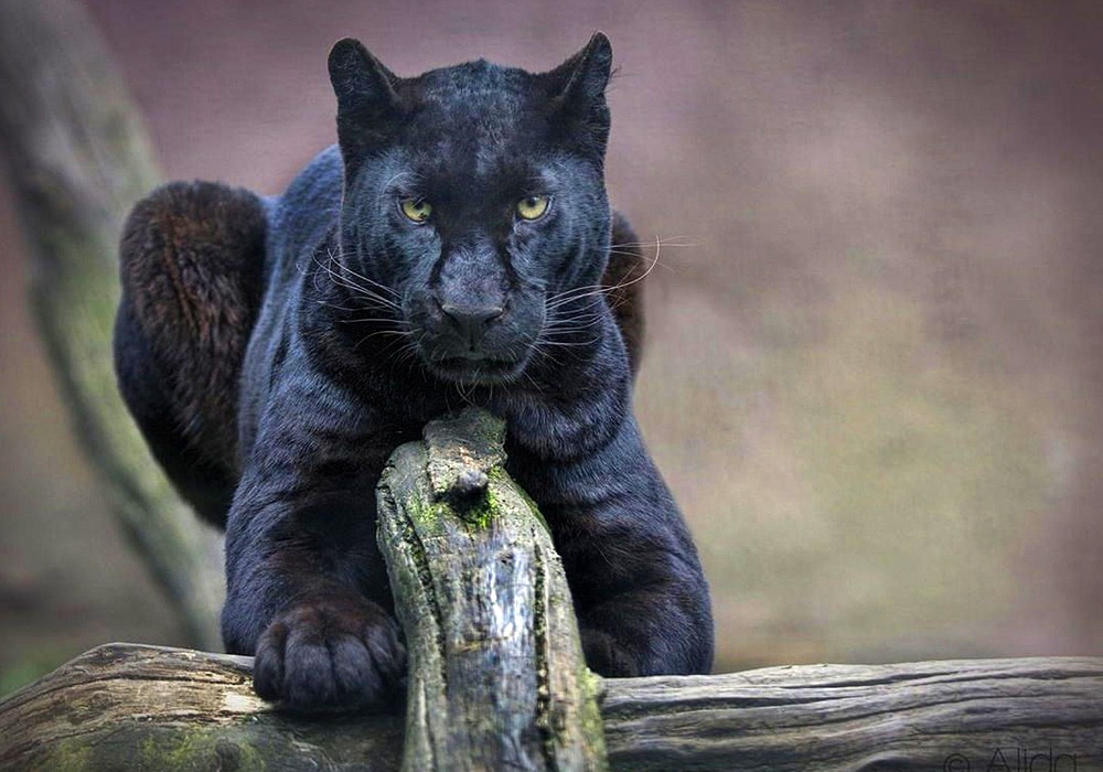 Padres add black panther statue good luck charm