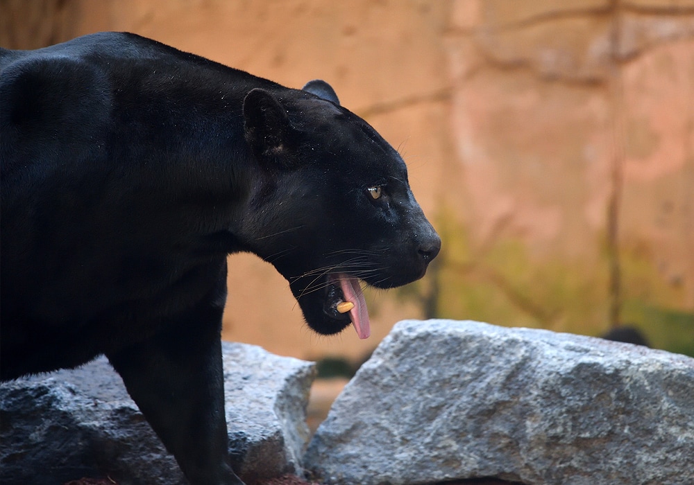 Padres add black panther statue good luck charm