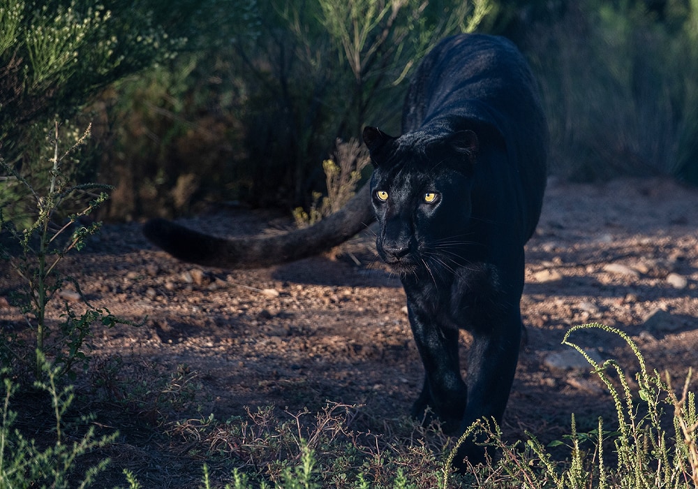 how to attract black panther in my talking hank