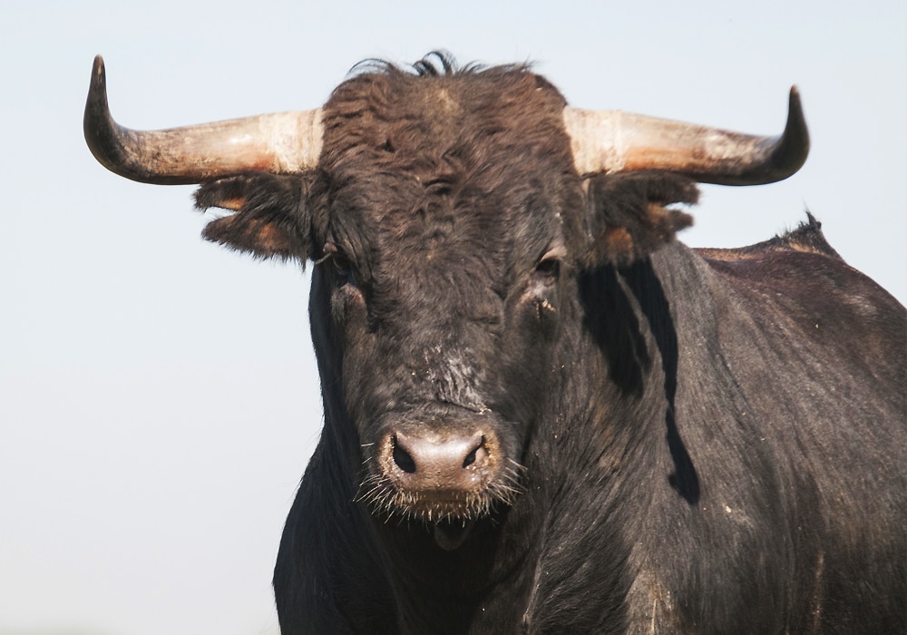 bull portrait