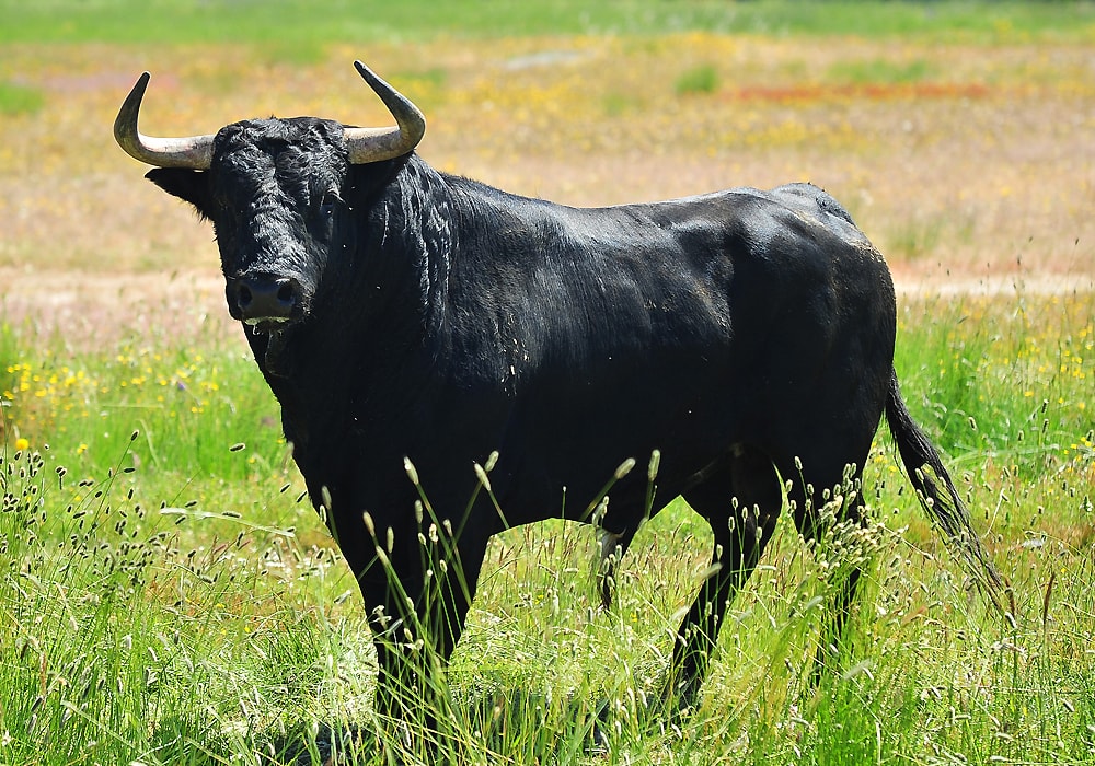 bull standing
