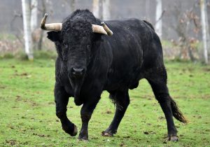bull standing