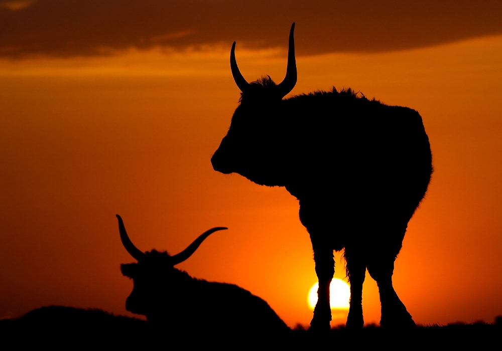 silhouette of two bulls