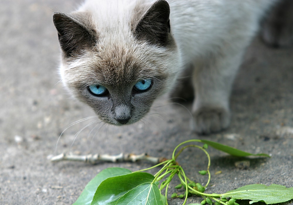 what-does-black-cat-symbolize-us-pets-love