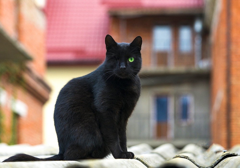 Angry expression of a house cat sitting on the table and doing a