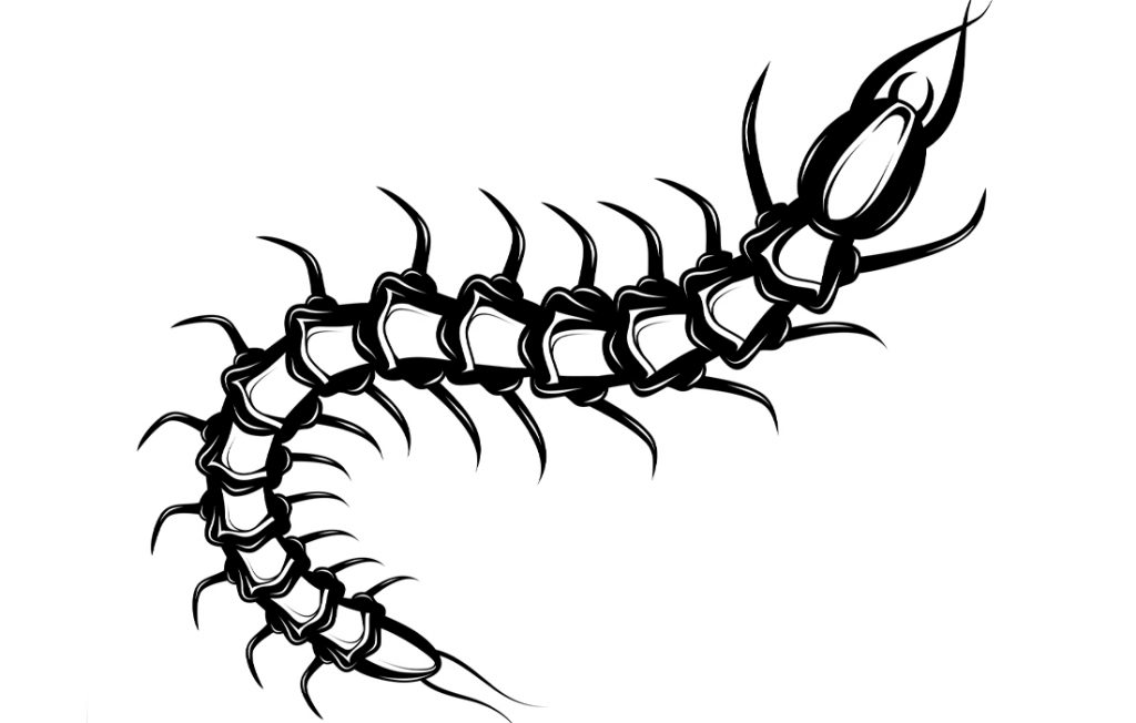 illustration of a centipede