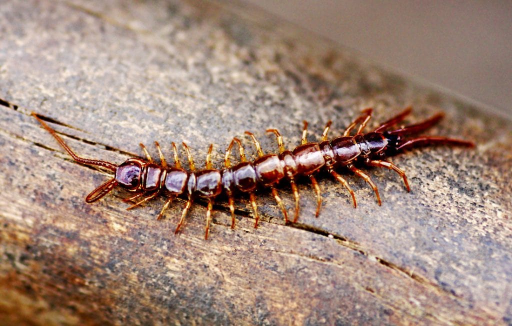 centipede on the ground