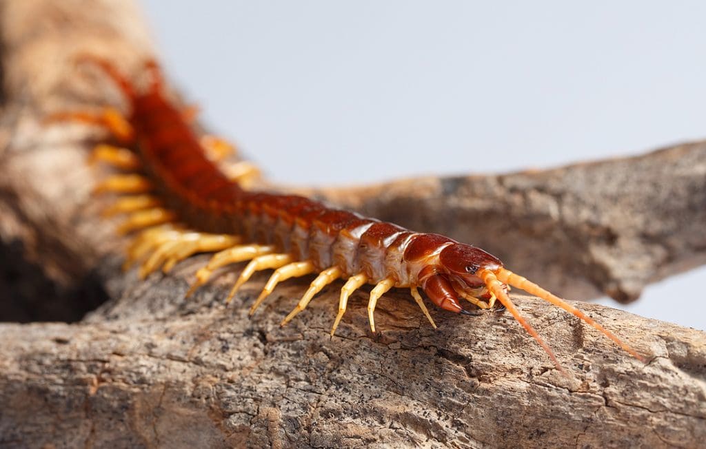 centipede on the ground