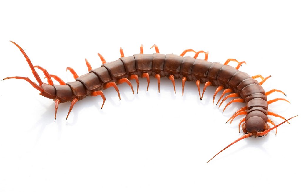 centipede on a white background