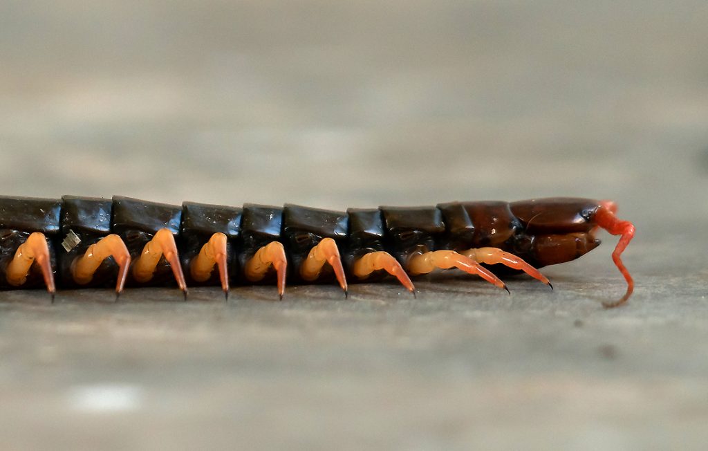 centipede on the ground