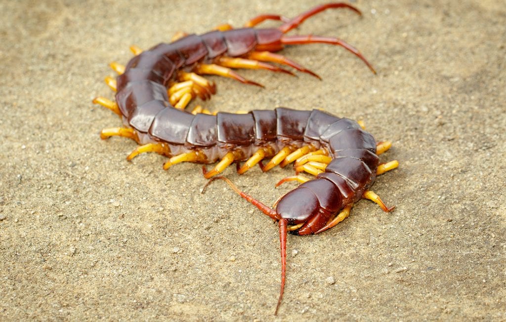 centipede on the ground
