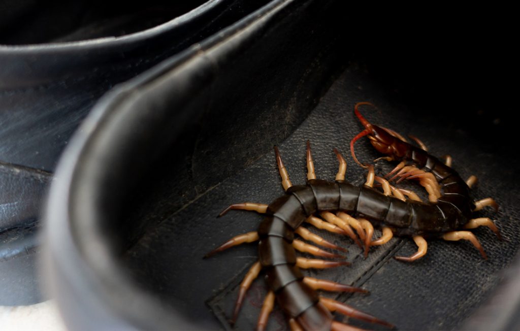centipede in a shoe