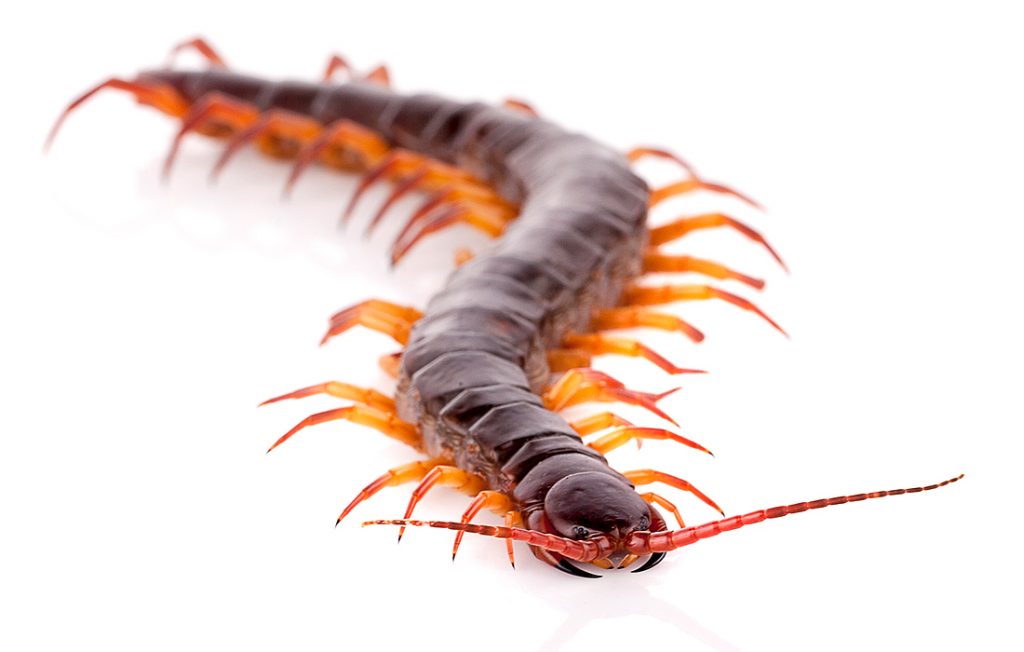 centipede on a white background