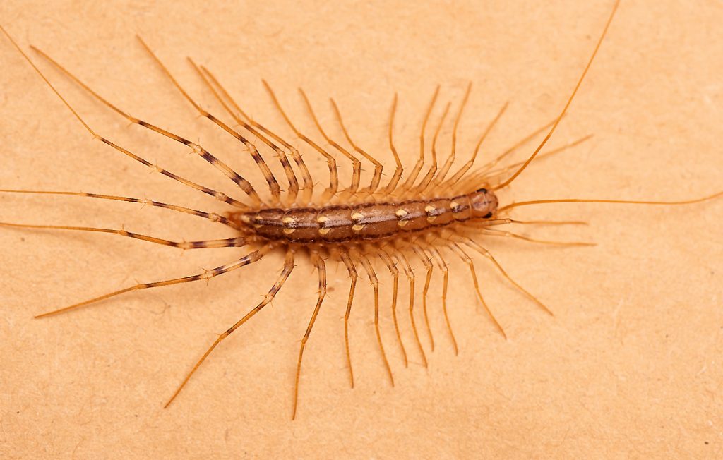 centipede on the ground