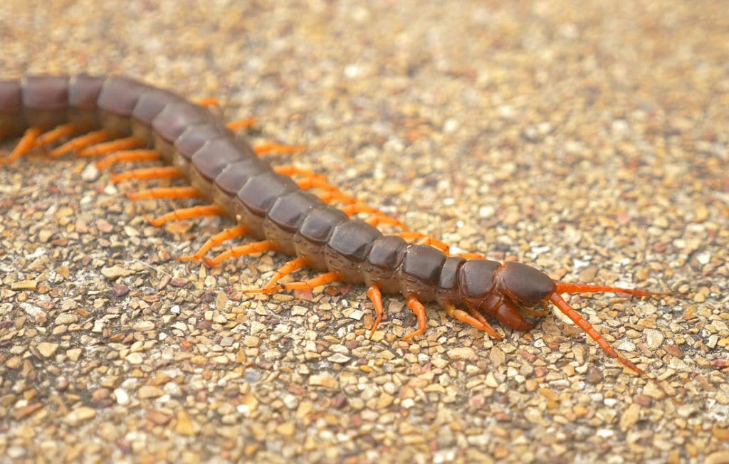 centipede on the ground