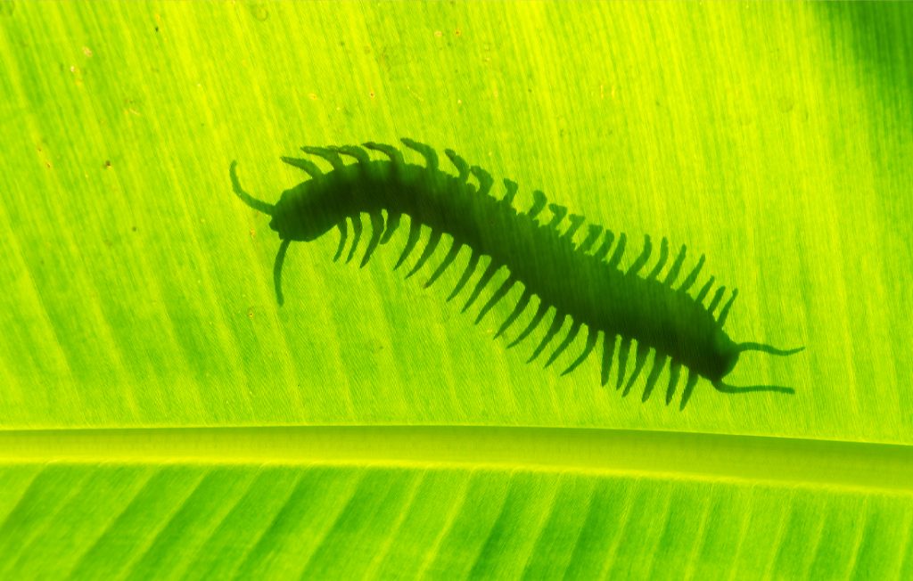 centipede on a leaf