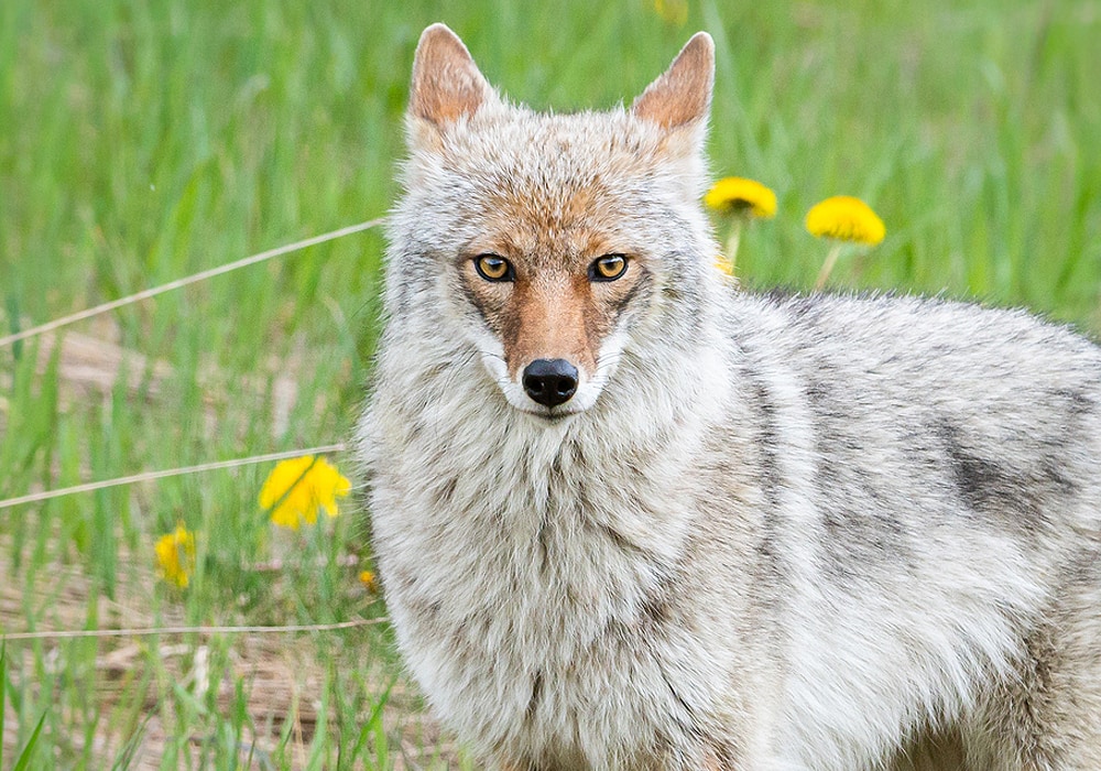 coyote