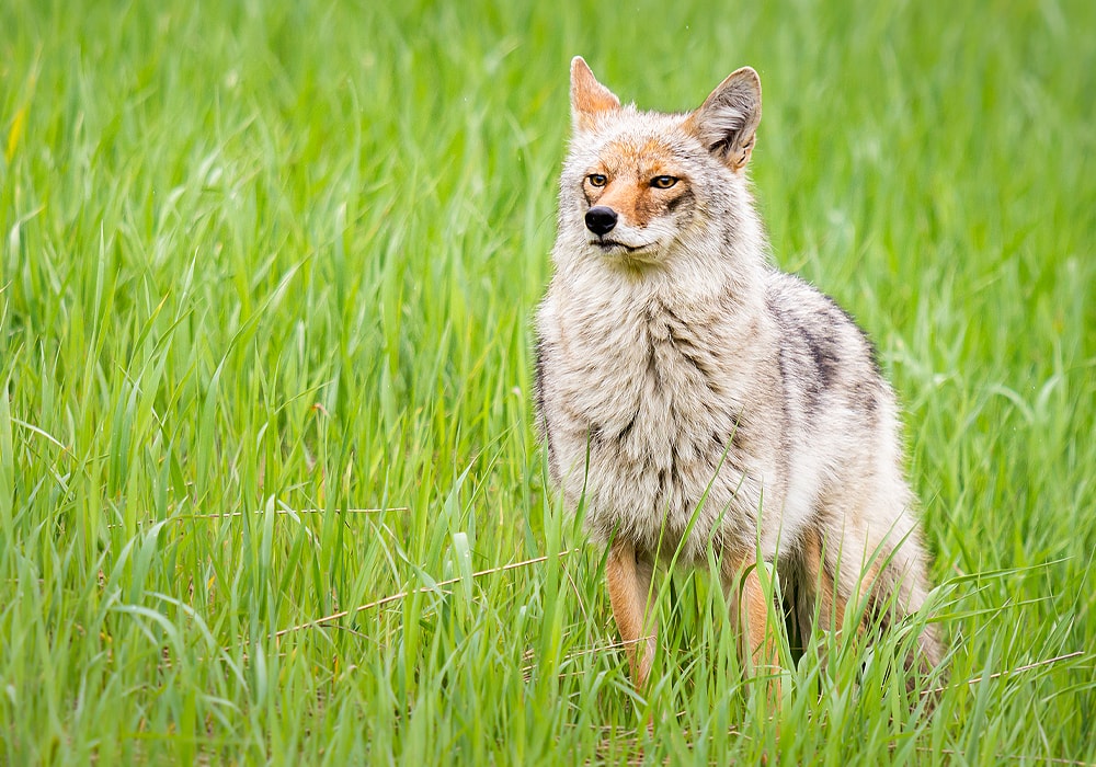 native american coyote symbol