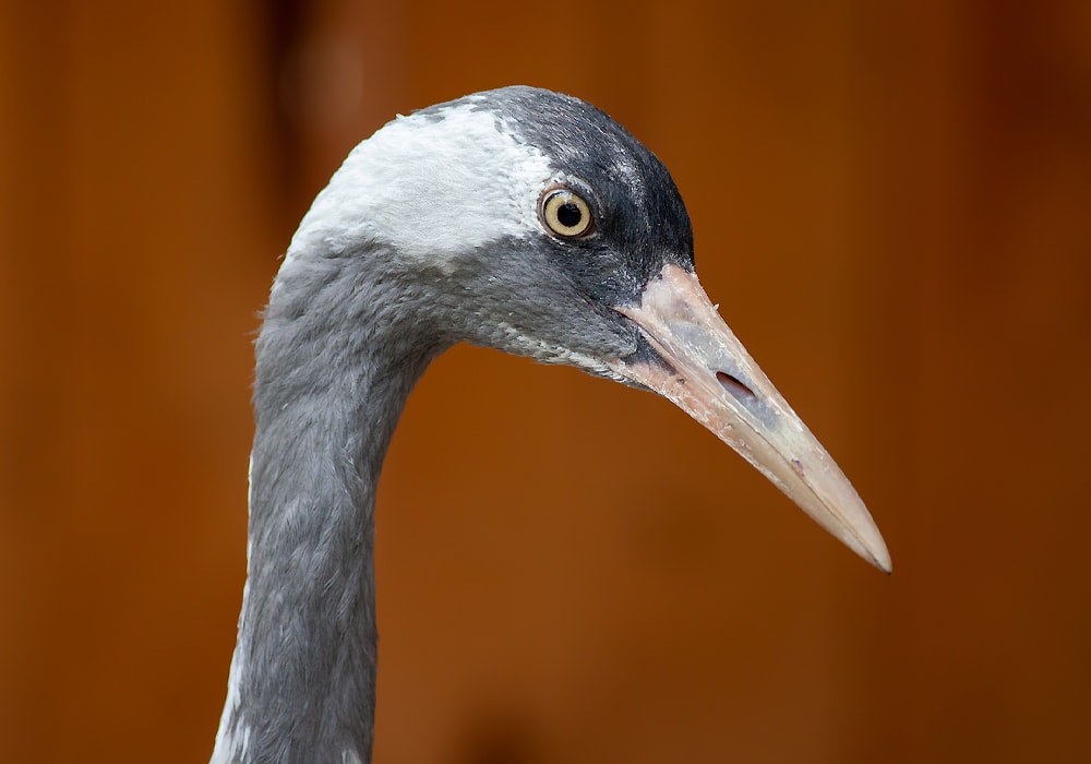 crane portrait