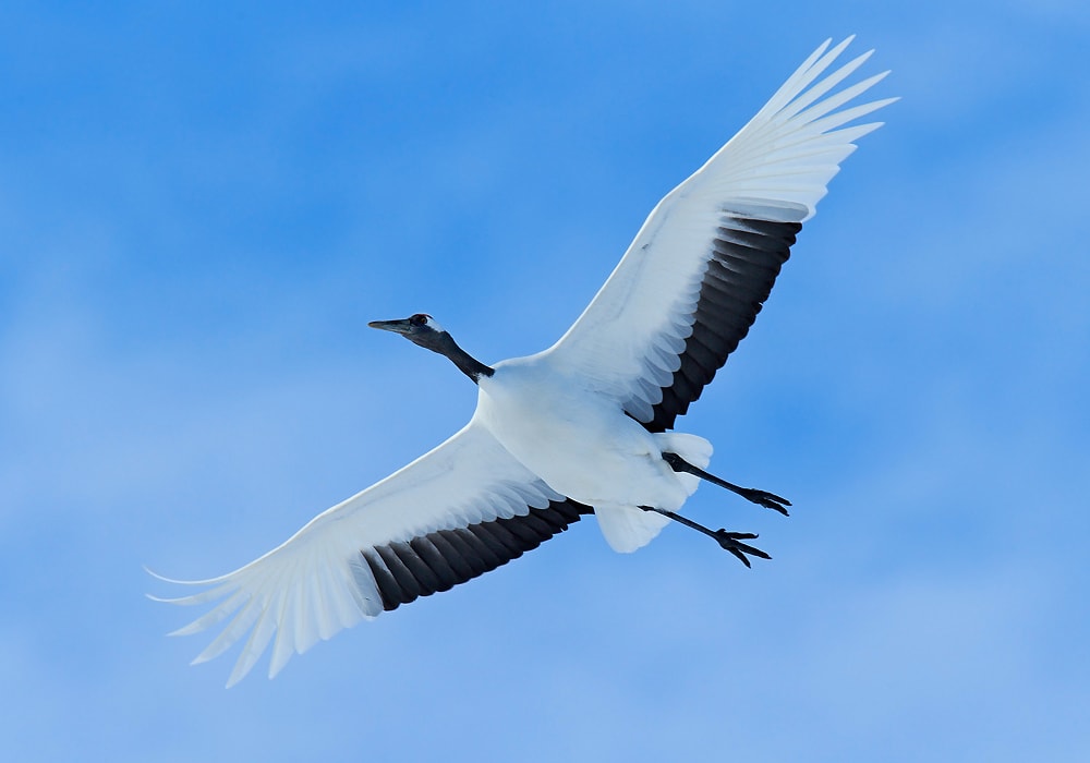 meaning of cranes in the sky