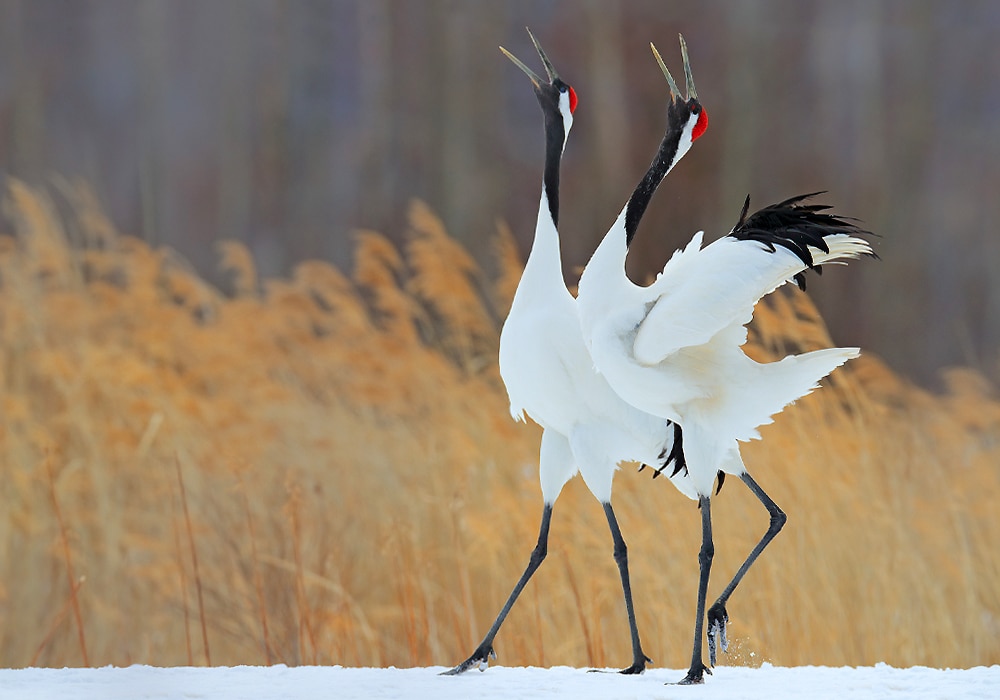 two cranes