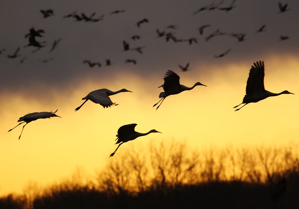 cranes flying