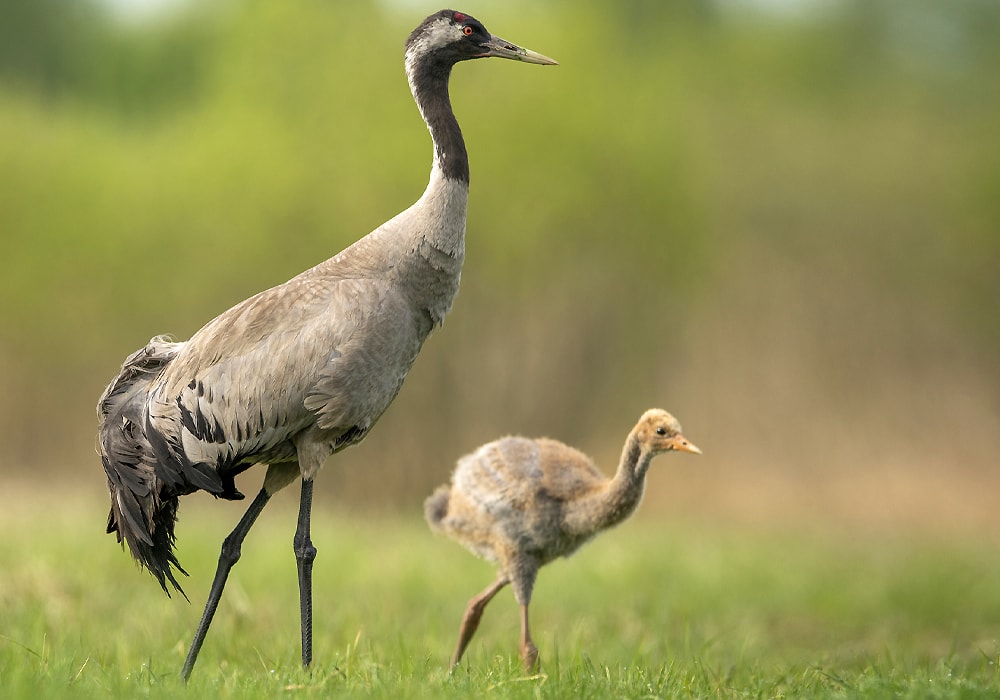 two cranes walking