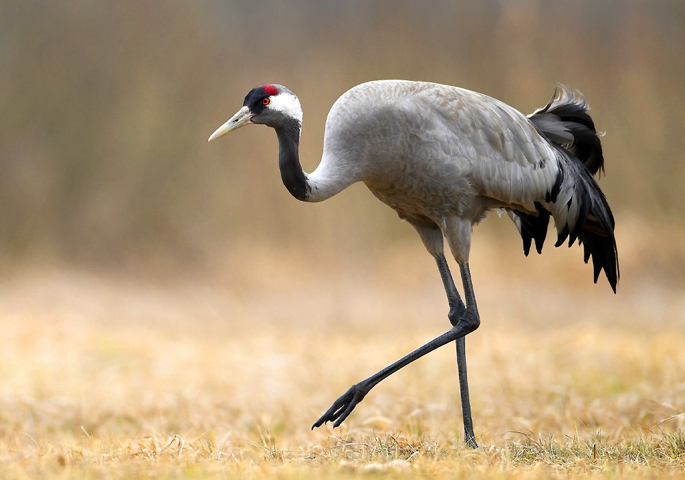 crane walking