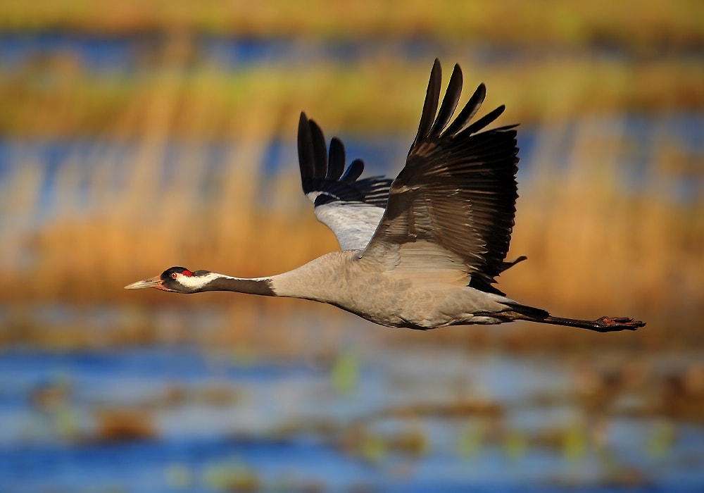 crane flying