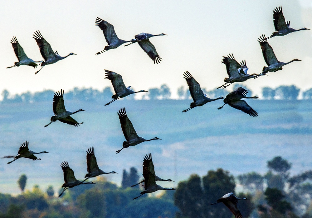 cranes flying