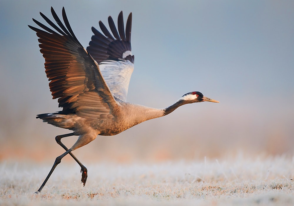 Bird Symbolism & Meaning  Spirit, Totem, & Power Animal