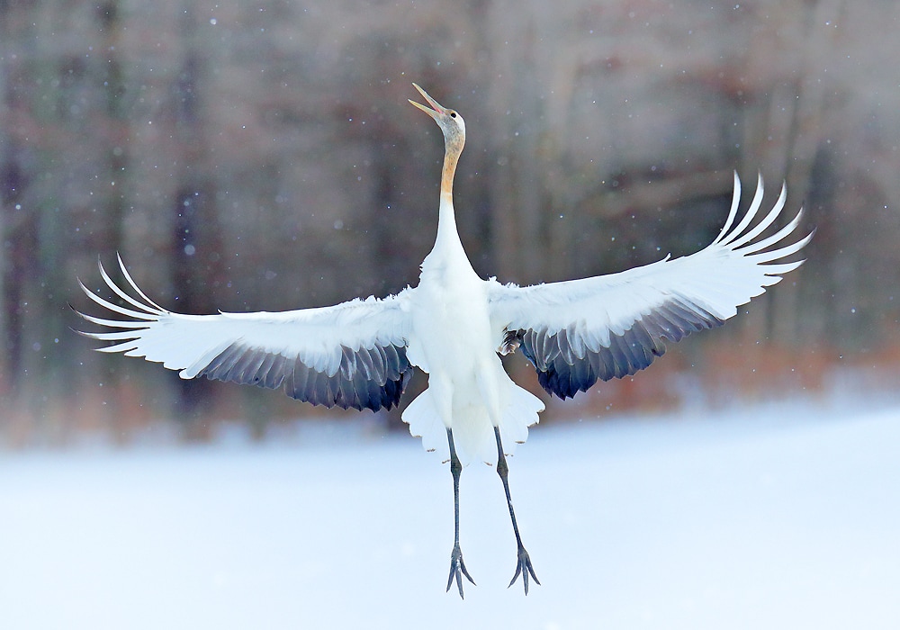 Crane Symbolism & Meaning (+Totem, Spirit & Omens) World Birds